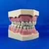 Modello per esercitazioni di protesi e conservativa con estrazione denti a vite
