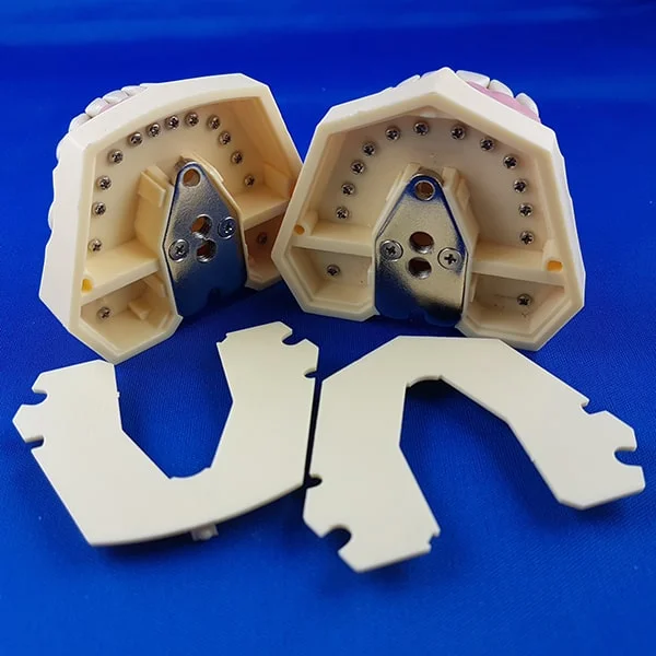 Bocca umana aperta, particolare interno, scuola tedesca per esercitazione conservativa, 32 denti e gengive in gomma