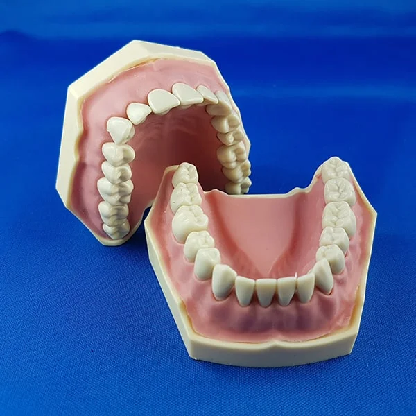 Bocca umana aperta, palato superiore e palato inferiore, scuola tedesca per esercitazione conservativa, 32 denti e gengive in gomma