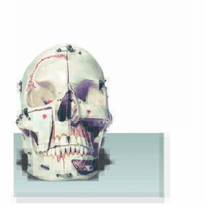 Cranio umano scomponibile 10 parti