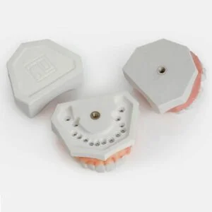 Modello bocca umana parte inferiore aggancio denti - DENTALSTORE Modello bocca umana parte inferiore aggancio denti - DENTALSTORE
