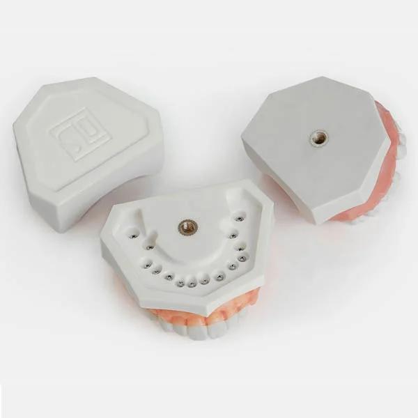 Modello bocca umana parte inferiore aggancio denti - DENTALSTORE Modello bocca umana parte inferiore aggancio denti - DENTALSTORE