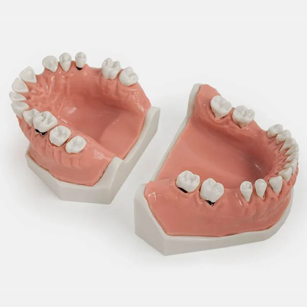Modello bocca umana smontata vista dall'alto - DENTALSTORE Modello bocca umana smontata vista dall'alto - DENTALSTORE