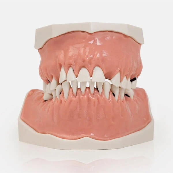 Modello bocca umana vista frontale - DENTALSTORE Modello bocca umana vista frontale - DENTALSTORE