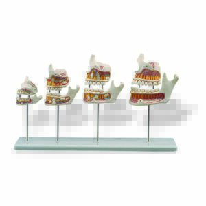 Sviluppo dentizione umana