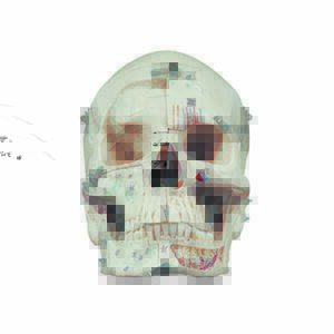 Cranio scomponibile in dieci parti con evidenziazioni anatomiche