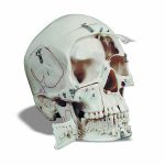 Cranio scomponibile in dieci parti con evidenziazioni anatomiche