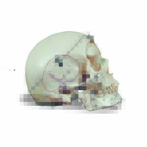Cranio scomponibile in dieci parti con evidenziazioni anatomiche
