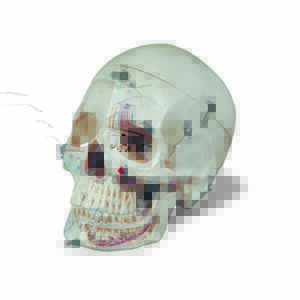 Cranio scomponibile in dieci parti con evidenziazioni anatomiche