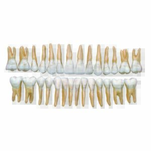 Serie 28 denti art. DS0909/DS0916