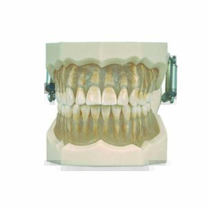 Bocca standard su occlusore con gengive trasparenti