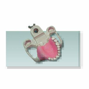 Modello osso mascellare