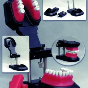 Typodonto per ortodonzia