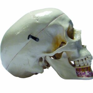 Cranio scomponibile con mandibola evidenziata