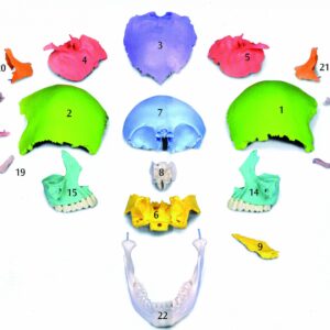 Cranio versione didattica