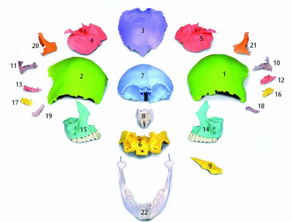 Cranio versione didattica