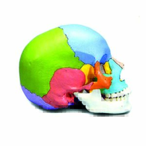 Cranio versione didattica
