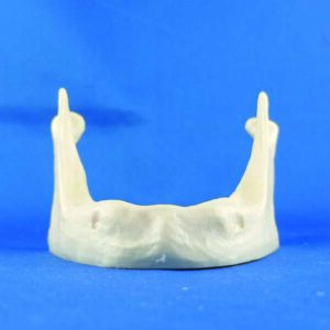 Mandibola per esercitazioni di implantologia