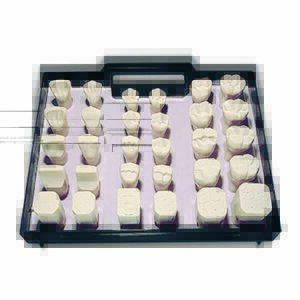Kit per la modellazione dei denti fondamentali per fasi