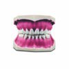 Modelloni di bocca in gomma siliconica rosa