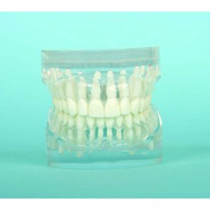 Bocca occlusione corretta